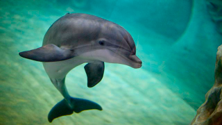 Baby Dolphin Rescued From Field After Tsunami